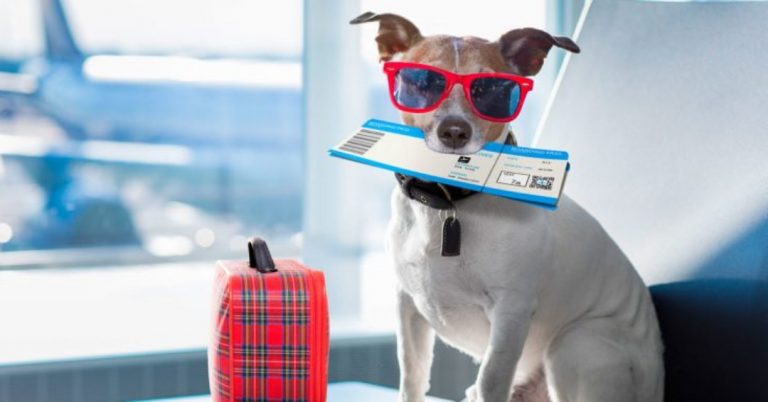 Traveling with pets – Where to travel with your best friend