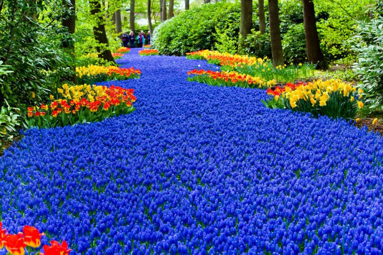Los campos de flores más bellos del mundo
